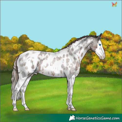 Horse Color:White Spotted Liver Red Roan Splash Appaloosa 