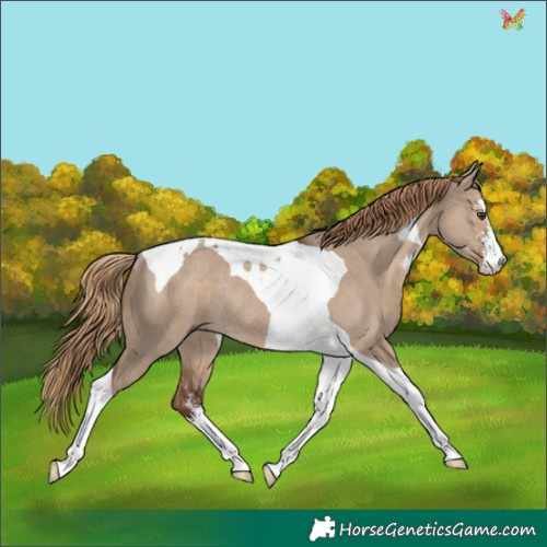 Horse Color:Liver Red Dun Sabino Tobiano Rabicano 