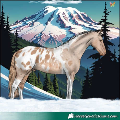 Horse Color:Red Dun Tobiano Blanket 