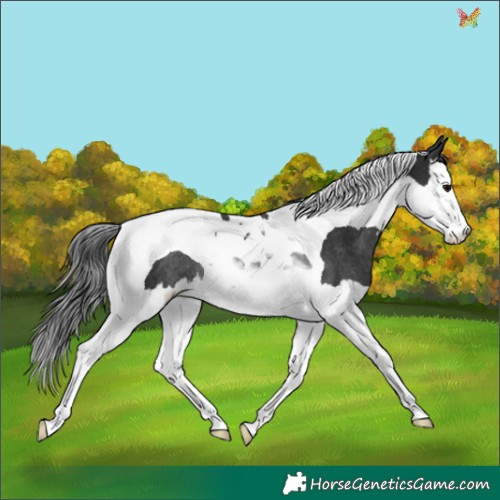 Horse Color:Black Sabino Splash Tobiano Rabicano 