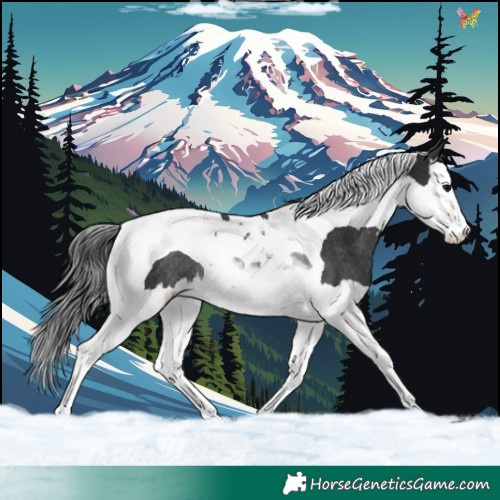 Horse Color:Black Sabino Splash Tobiano Rabicano 