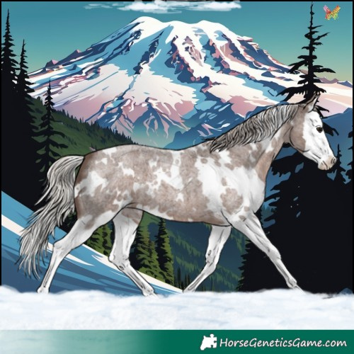 Horse Color:White Spotted Silver Blue Roan Splash 