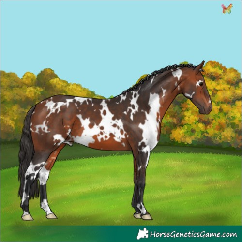 Horse Color:White Spotted Bay 