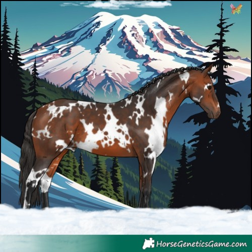 Horse Color:White Spotted Bay 