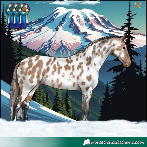 Horse Color:White Spotted Bay Dun Near Leopard 