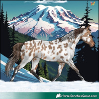 Horse Color:White Spotted Bay Dun Appaloosa 