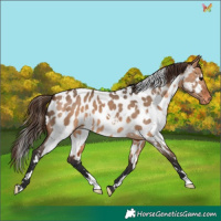 Horse Color:White Spotted Bay Dun Appaloosa 