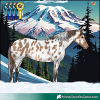 Horse Color:White Spotted Bay Dun Near Leopard 