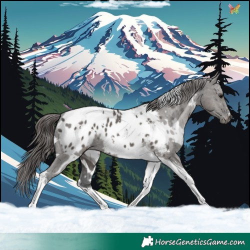 Horse Color:White Spotted Grullo Tobiano Appaloosa 