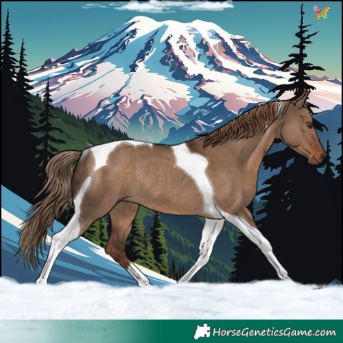 Horse Color:Liver Red Dun Tobiano Rabicano 