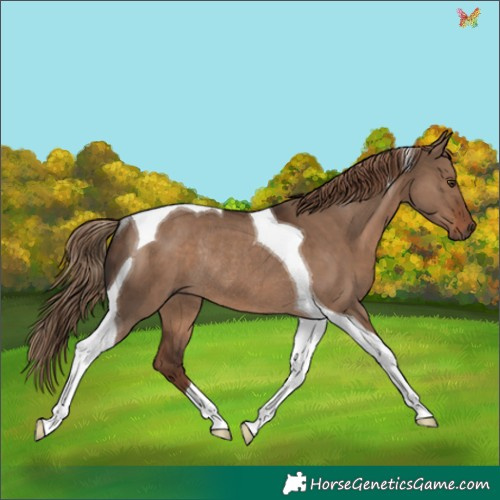 Horse Color:Liver Red Dun Tobiano Rabicano 