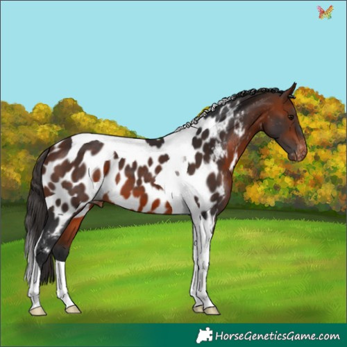Horse Color:Bay Tobiano Appaloosa 