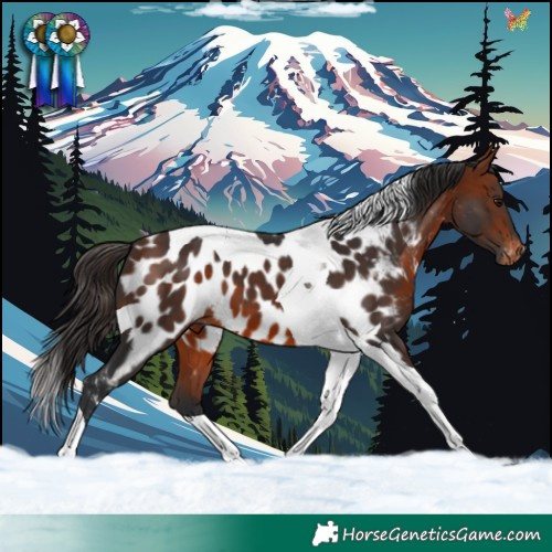 Horse Color:Bay Tobiano Appaloosa 