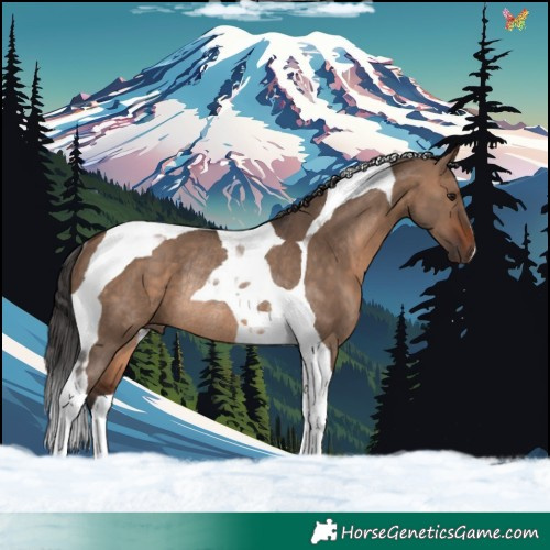 Horse Color:Brown Dun Tobiano Rabicano 
