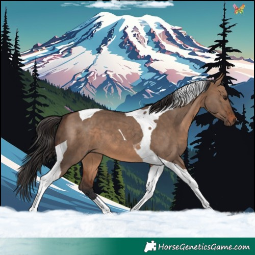 Horse Color:Brown Dun Tobiano 