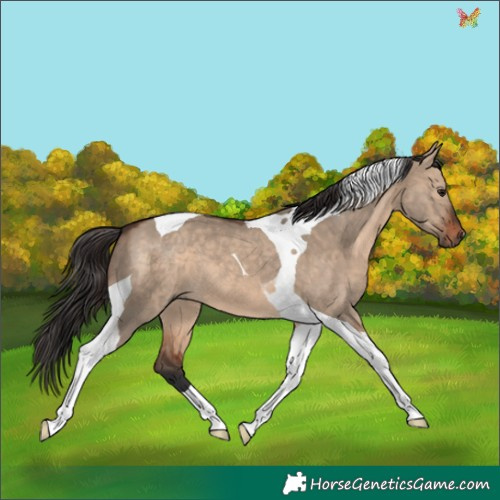 Horse Color:Brown Dun Tobiano 