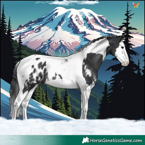 Horse Color:Black Sabino Splash Tobiano Near Leopard Rabicano 