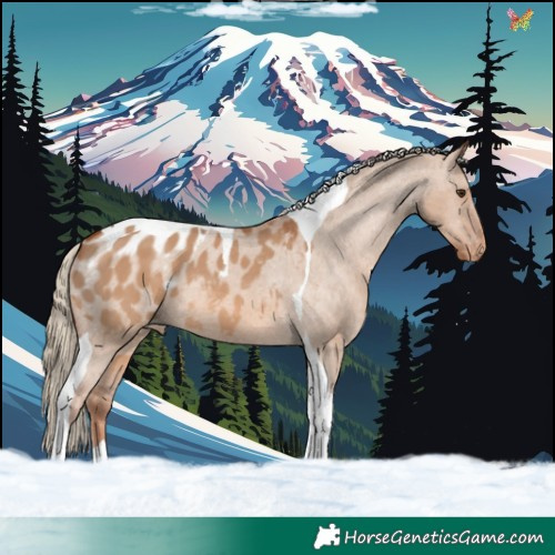 Horse Color:Red Dun Tobiano Appaloosa 