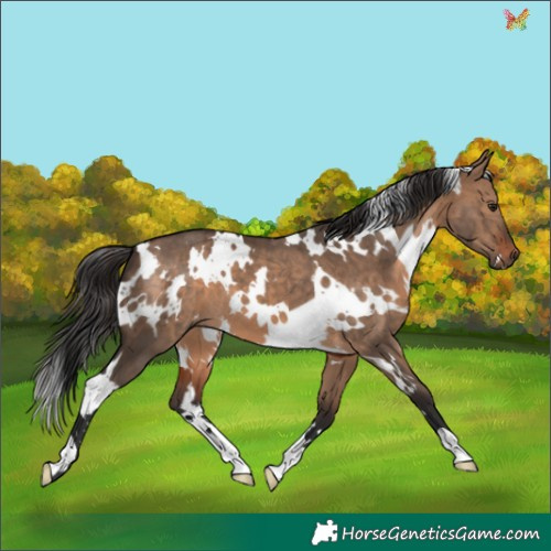 Horse Color:White Spotted Brown Dun 