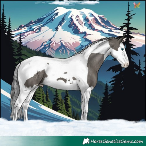Horse Color:Grullo Splash Tobiano Appaloosa 