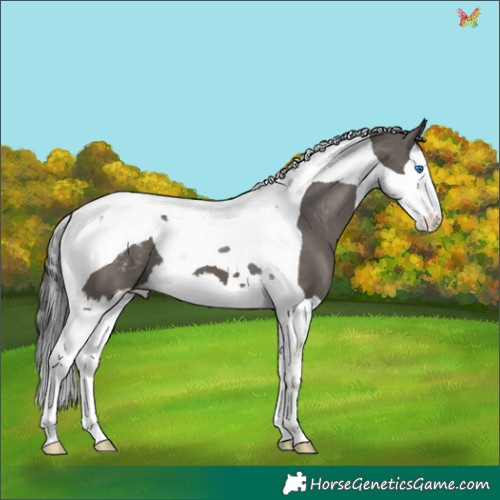 Horse Color:Grullo Splash Tobiano Appaloosa 