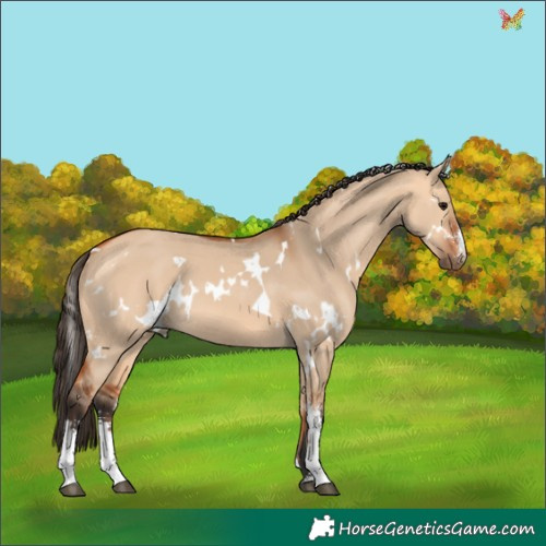 Horse Color:White Spotted Bay Dun Sabino 