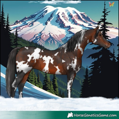 Horse Color:White Spotted Brown 