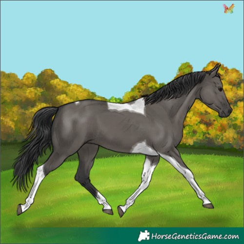 Horse Color:Grullo Tobiano