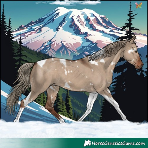 Horse Color:White Spotted Liver Red Dun Tobiano 