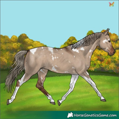 Horse Color:White Spotted Liver Red Dun Tobiano 