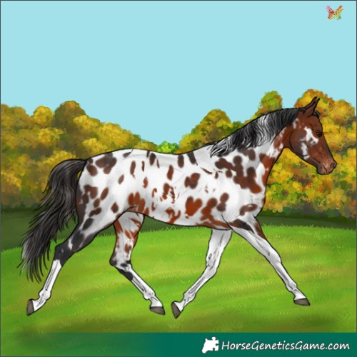 Horse Color:White Spotted Bay Tobiano Appaloosa 