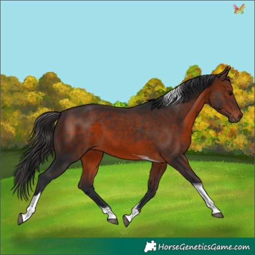 Horse Color:Brown Tobiano 