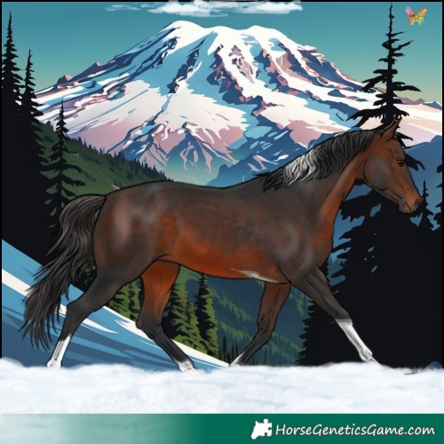 Horse Color:Brown Tobiano 