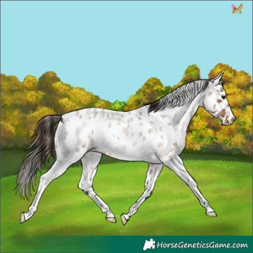 Horse Color:White Spotted Brown Roan Dun Appaloosa 