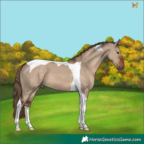 Horse Color:Liver Red Dun Tobiano 
