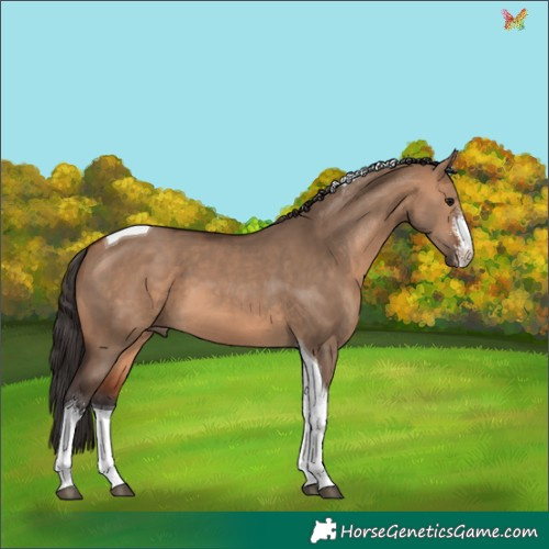 Horse Color:Bay Dun Sabino Tobiano 