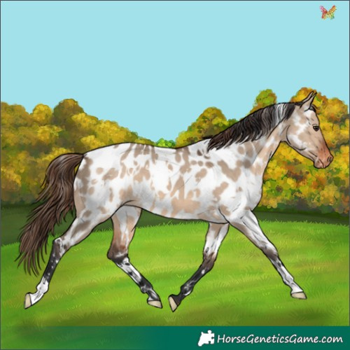 Horse Color:White Spotted Brown Dun Appaloosa 