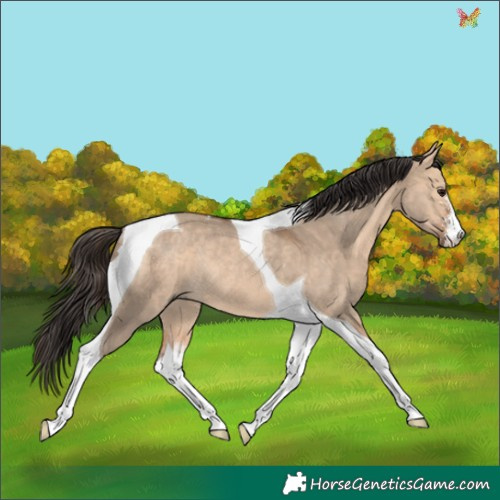 Horse Color:Bay Dun Sabino Tobiano Rabicano 