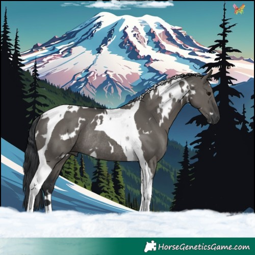 Horse Color:White Spotted Grullo Tobiano Rabicano 
