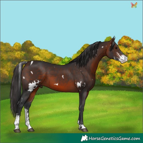 Horse Color:White Spotted Brown Sabino 