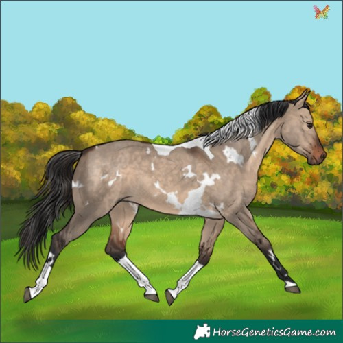 Horse Color:White Spotted Brown Dun Tobiano 