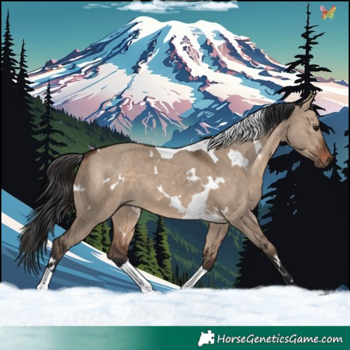 Horse Color:White Spotted Brown Dun Tobiano 