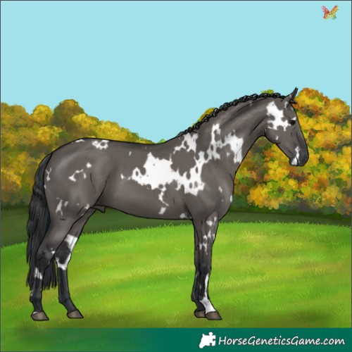 Horse Color:White Spotted Grullo 