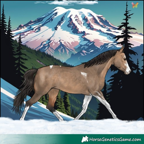 Horse Color:Bay Dun Sabino Tobiano Rabicano 