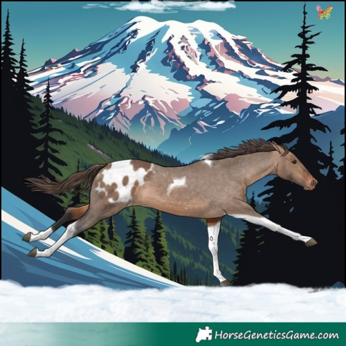 Horse Color:Bay Dun Tobiano Appaloosa 