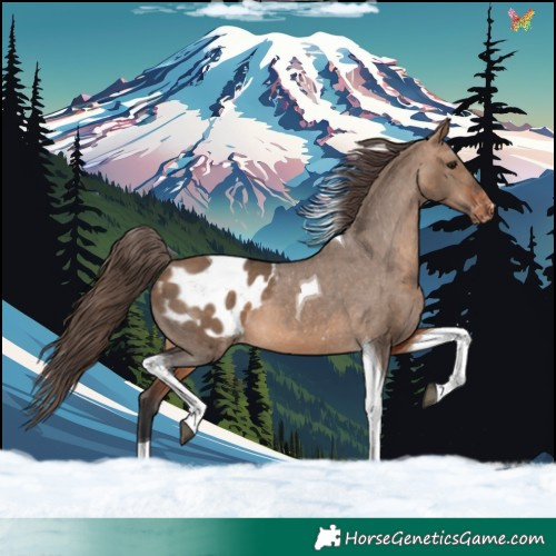 Horse Color:Bay Dun Tobiano Appaloosa 