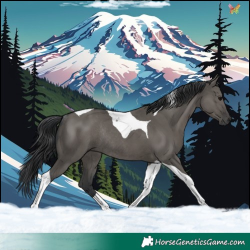 Horse Color:Grullo Tobiano Rabicano 