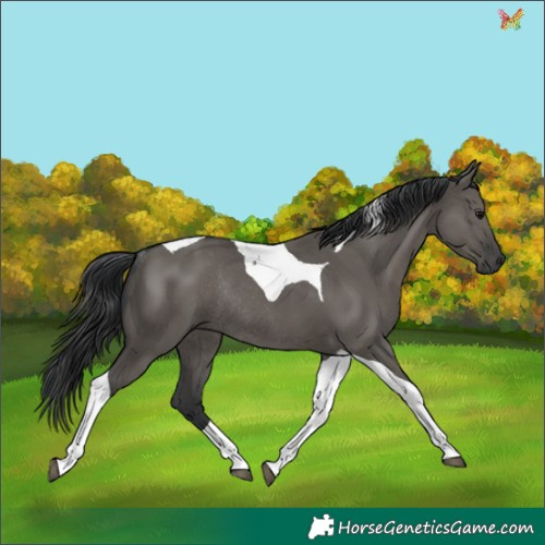 Horse Color:Grullo Tobiano Rabicano 