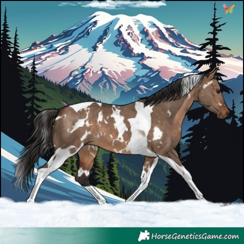 Horse Color:White Spotted Brown Dun Tobiano 