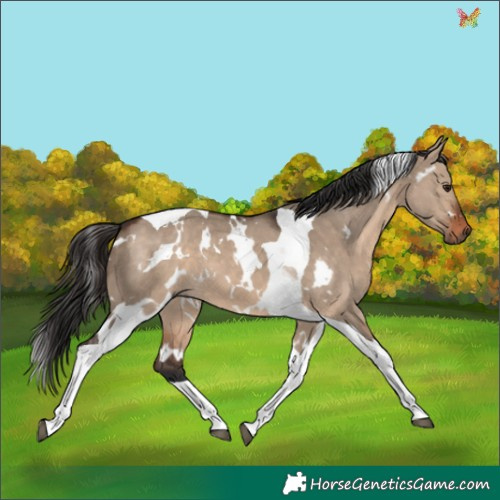 Horse Color:White Spotted Brown Dun Tobiano 